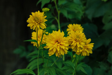 Yellow Flowers Portrait