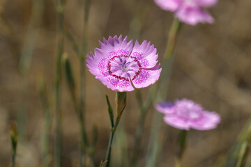 Dianthus plumarius, pink color dianthus plumarius flower.Close-up wild carnation in nature with...