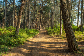 Pine forest landscape with road in sunny weather at summer