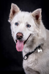 portrait of White Siberian husky Dog