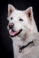 Fototapeta premium portrait of White Siberian husky Dog