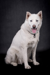 Naklejka na ściany i meble portrait of White Siberian husky Dog