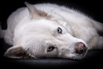 portrait of White Siberian husky Dog