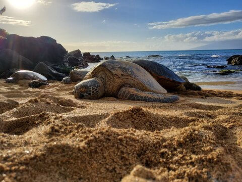 Sea Turtles Resting On The Beaches Of Maui, Hawaii