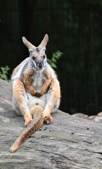 A yellow-footed rock-wallaby standing on a rock
