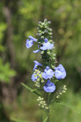 Wild blue sage inflorescence in Morton Grove, Illinois 