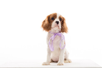 cavalier monarch puppy