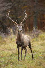 Red deer, cervus elaphus, standing on glade in autumn in vertical shot. Antlered stag looking on meadow in fall. Brown mammal watching on pasture in nature.