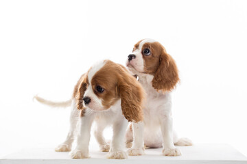 cavalier king charles spaniel