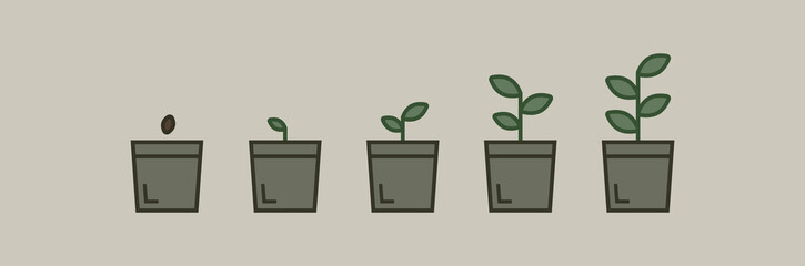Stages of growing plant in a potted plant. Life cycle and stages of growing plant in pot. Phases from seed to sprout and bloom.