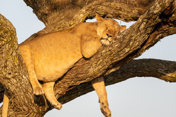 Lioness lying asleep on a tree at sunset. peaceful moment