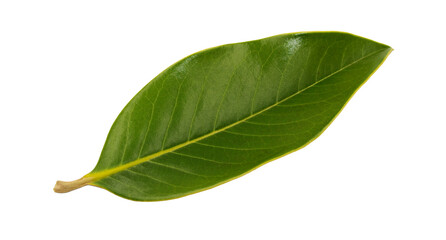 Upper-side view of a large tree magnolia leaf © cilicia