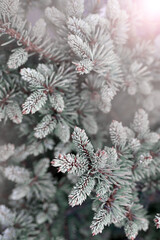 Fluffy fir green tree brunch close up. Christmas wallpaper concept.