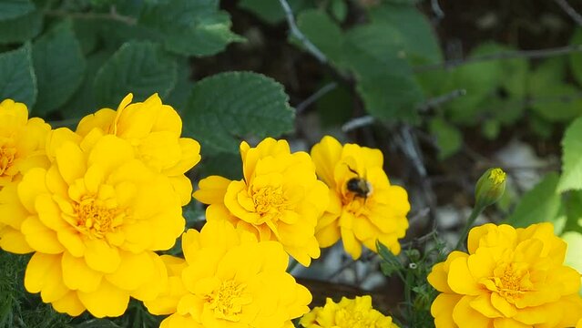 Bees on yellow flower