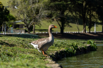 Goose on the shores of Lake Comary. Sunny day with a lot of wind. In the region there are many animals like this in the midst of nature. Mountain region of Rio de Janeiro, Brazil.