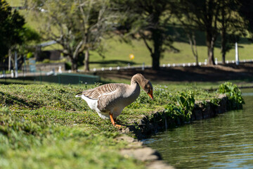 Goose on the shores of Lake Comary. Sunny day with a lot of wind. In the region there are many animals like this in the midst of nature. Mountain region of Rio de Janeiro, Brazil.