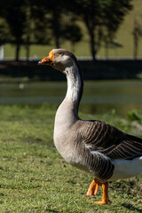 Naklejka na ściany i meble Goose on the shores of Lake Comary. Sunny day with a lot of wind. In the region there are many animals like this in the midst of nature. Mountain region of Rio de Janeiro, Brazil.
