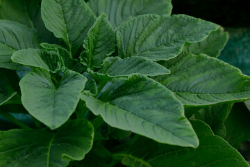 Fototapeta na wymiar green spinach ,its leaves are a common edible vegetable