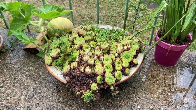 Plantes en pot et courge d'un jardin sous la pluie, Bourgogne