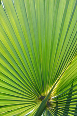 Fototapeta premium Sabal palm