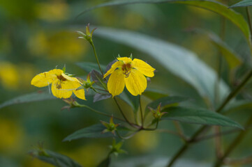 Close up of  Fringed loosestrife (Lysimachia ciliata)  in bloom