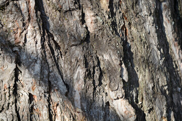 Black pine