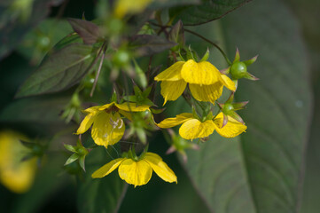 Close up of  Fringed loosestrife (Lysimachia ciliata)