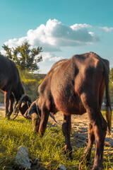 Buffalos eating grass | Hill | Mountain | Land | Wallpaper