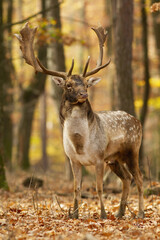Naklejka na ściany i meble Majestic fallow deer, dama dama, standing in an autumn forest and watching . antlers standing with leaf vertical. Spotted wild animal in a woodland with orange and yellow colors in background.