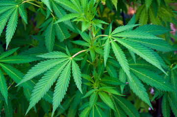 A large marijuana plant growing outside in the garden, top view of cannabis plant outdoors in the morning light.