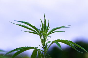 Close up of marijuana plant against the sky in a garden outdoors, from below.