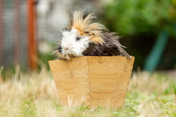 Cute portrait of a guinea pig sitting in a wooden flowerpot in summer outdoors, Cavia porcellus