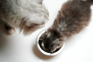 Grey cats eating food