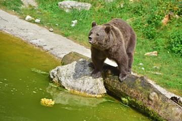 Braunbär im Wildpark in Grünau im Almtal, Österreich