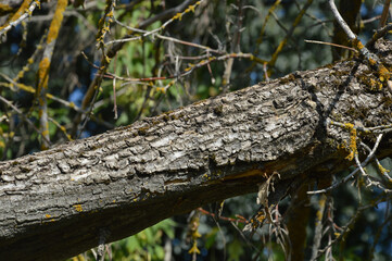 a broken tree branch. the bark of the trunk. background for the design.