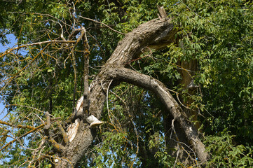 a broken tree branch. the bark of the trunk. background for the design.