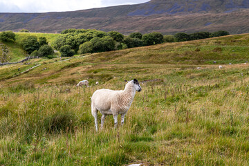 Obraz premium sheep in the mountains