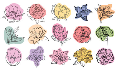 Vector line black illustration graphics flowers: green anthurium, eustoma, dianthus, clematis, lily, magnolia, sunflower, poppy colors stains.