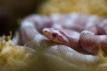 Cornsnake