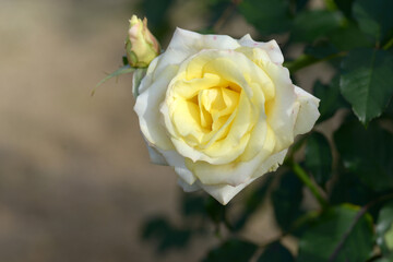 たそがれ　バラの花