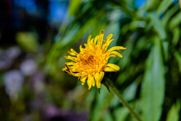 Dandelion