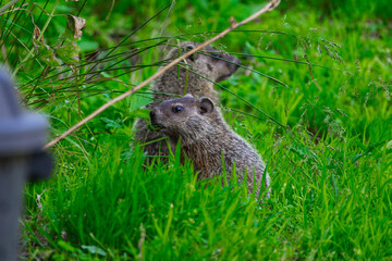 Woodchucks