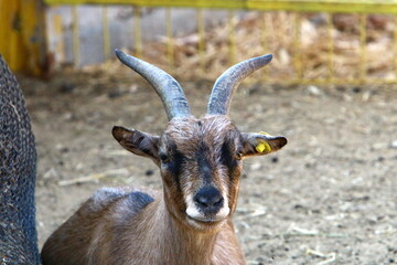 Goats live in a nature reserve in the Negev desert.