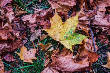Obraz premium maple leaf falls to the ground. Beautiful autumn fallen leaves on a background of green grass.