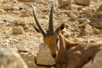 Goats live in a nature reserve in the Negev desert.