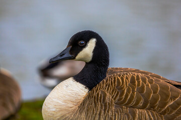 Goose