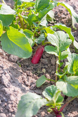Red radish growing in the garden bed. Red radish plant in soil. 