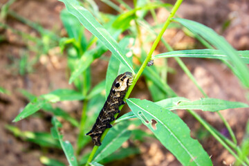 Plants damaged by caterpillars.Caterpillar on a green bush. A caterpillar, a larva that feeds on the leaves of a plant.