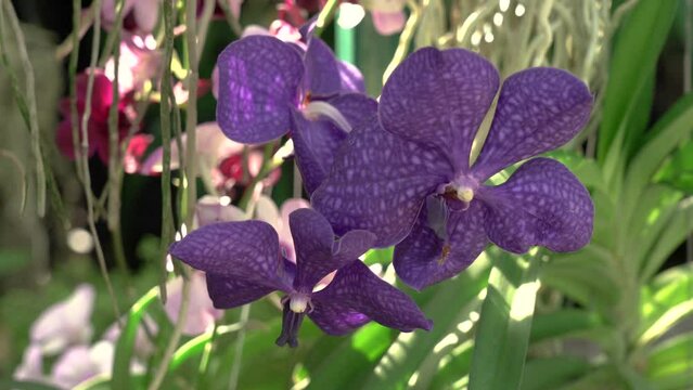 Vanda orchids flowers on a green plant the greenery.