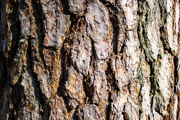 Pine bark texture, background. Authentic bark pattern close-up.
